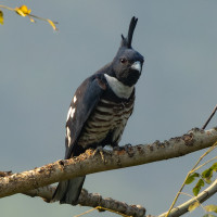 Black Baza